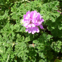 Pelargonium