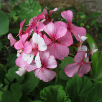 Pelargonium