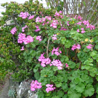 Pelargonium