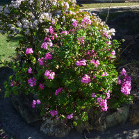 Pelargonium