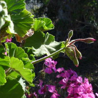 Pelargonium