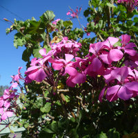 Pelargonium