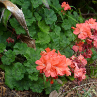 Pelargonium