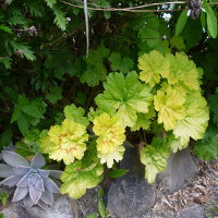 Pelargonium