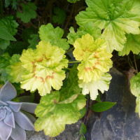 Pelargonium
