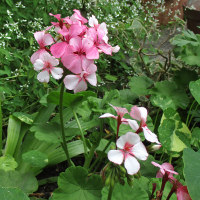Pelargonium