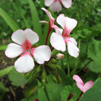 Pelargonium