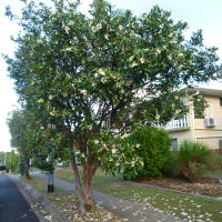 Gordonia axillaris