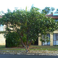 Gordonia axillaris