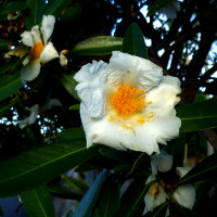 Gordonia axillaris