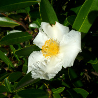 Gordonia, the fried egg tree