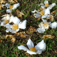 Gordonia, the fried egg tree