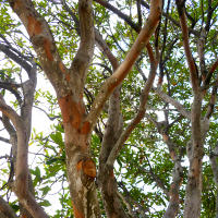 Gordonia, the fried egg tree