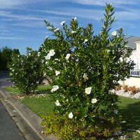 Gordonia, the fried egg tree