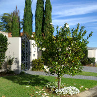 Gordonia, the fried egg tree