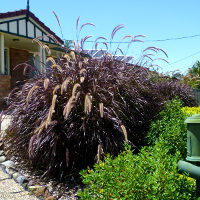 Pennisetum advena Rubrum Dwarf