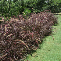 Pennisetum advena Rubrum