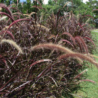 Pennisetum advena Rubrum