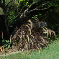 Pennisetum advena Rubrum