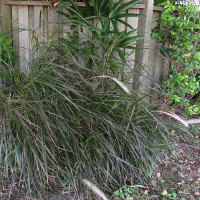 Pennisetum advena Rubrum