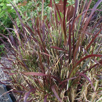Pennisetum advena Rubrum