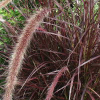 Pennisetum advena Rubrum