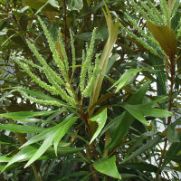 Grevillea baileyana