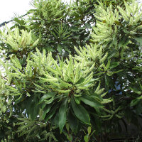 Grevillea baileyana