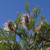 Grevillea Dorothy Gordon