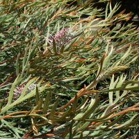 Grevillea Dorothy Gordon