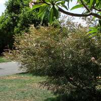 Grevillea Dorothy Gordon