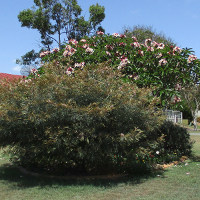 Grevillea Dorothy Gordon