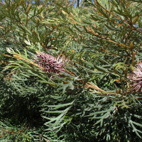 Grevillea Dorothy Gordon