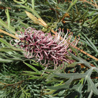 Grevillea Dorothy Gordon