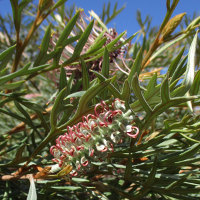 Grevillea Dorothy Gordon