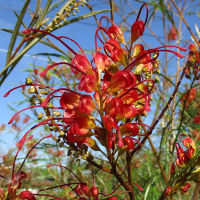 Grevillea Firesprite