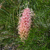 Grevillea Flamingo