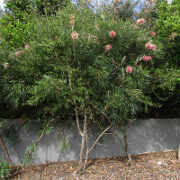 Grevillea Flamingo