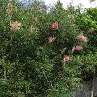 Grevillea Flamingo