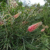 Grevillea Flamingo