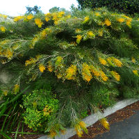 Grevillea cultivar, probably Golden Lyre