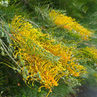 Grevillea cultivar, probably Golden Lyre