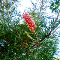 Grevillea cultivar, probably Majestic