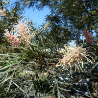 Grevillea cultivar, probably 'Misty Pink