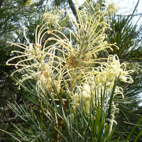 Grevillea cultivar, probably Moonlight