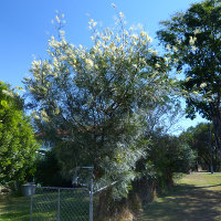 Grevillea cultivar, probably Moonlight