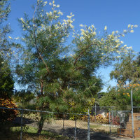 Grevillea cultivar, probably Moonlight