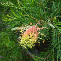 grevillea_peachesandcream