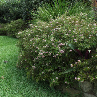 Grevillea cultivar, probably Pink Midget