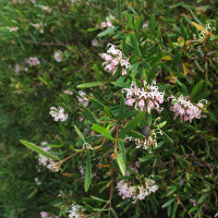 Grevillea cultivar, probably Pink Midget